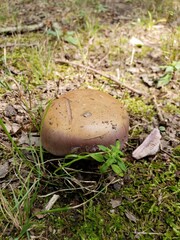 Phlegmacium caesiocolor