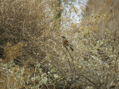 Ochthoeca oenanthoides