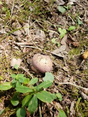 Phlegmacium caesiocolor