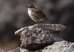 Cinclodes albiventris