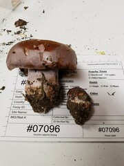 Phlegmacium caesiocolor