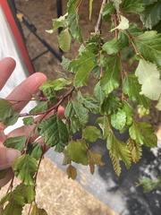 Nothofagus obliqua