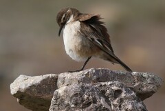 Cinclodes albiventris