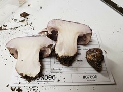 Phlegmacium caesiocolor