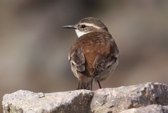 Cinclodes albiventris