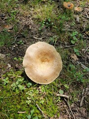 Lactarius uvidus