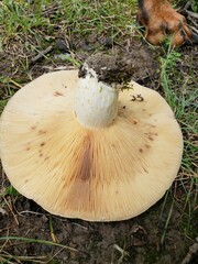 Lactarius uvidus