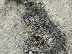 Ochthoeca oenanthoides