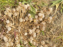 Trifolium tomentosum