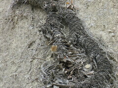 Ochthoeca oenanthoides