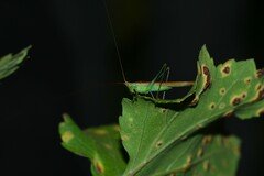 Conocephalus conocephalus