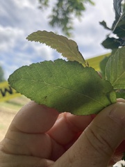 Nothofagus obliqua