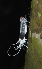 Lystra lanata