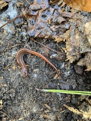 Plethodon websteri