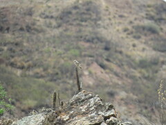 Muscisaxicola rufivertex