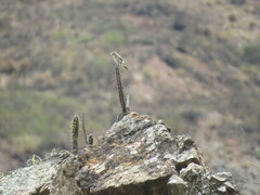 Muscisaxicola rufivertex