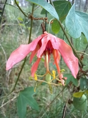 Passiflora aurantia