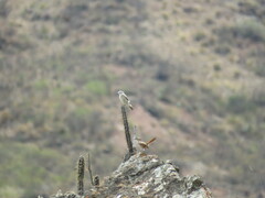 Muscisaxicola rufivertex