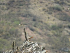 Ochetorhynchus ruficaudus