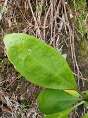 Sinapidendron frutescens subsp. succulentum image