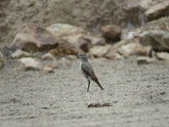 Muscisaxicola rufivertex