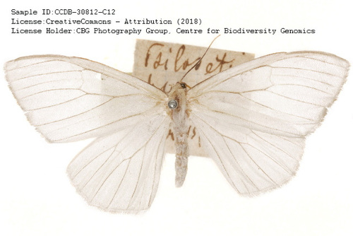 Bombycodes aspilaria