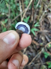 Lactarius indigo diminutivus
