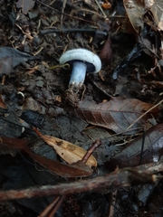 Lactarius indigo diminutivus