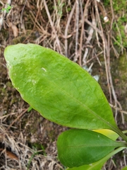 Sinapidendron frutescens image