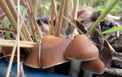 Psilocybe azurescens