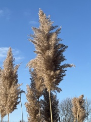 Miscanthus sinensis