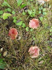 Russula rubellipes