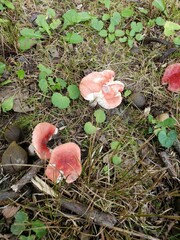 Russula rubellipes