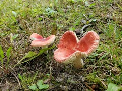 Russula rubellipes