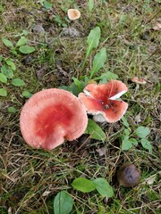 Russula rubellipes