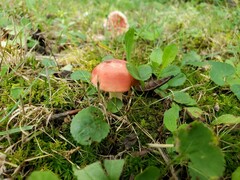 Russula rubellipes