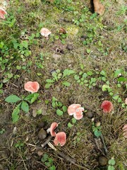 Russula rubellipes