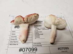 Russula rubellipes