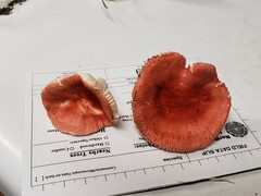 Russula rubellipes