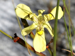 Moraea neglecta