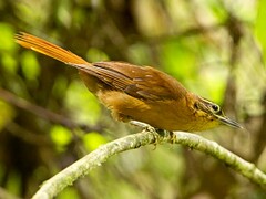 Alagoas Foliage-Gleaner photo 2