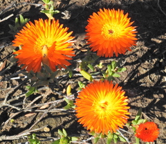 Lampranthus aureus