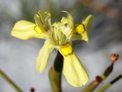 Moraea neglecta