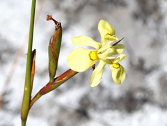 Moraea neglecta