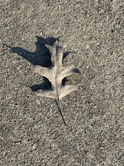 Quercus ellipsoidalis