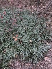 Ophiopogoneae