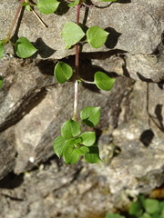 Stellaria media