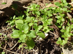 Stellaria media