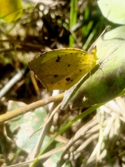 Abaeis salome jamapa