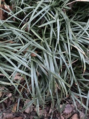 Ophiopogoneae